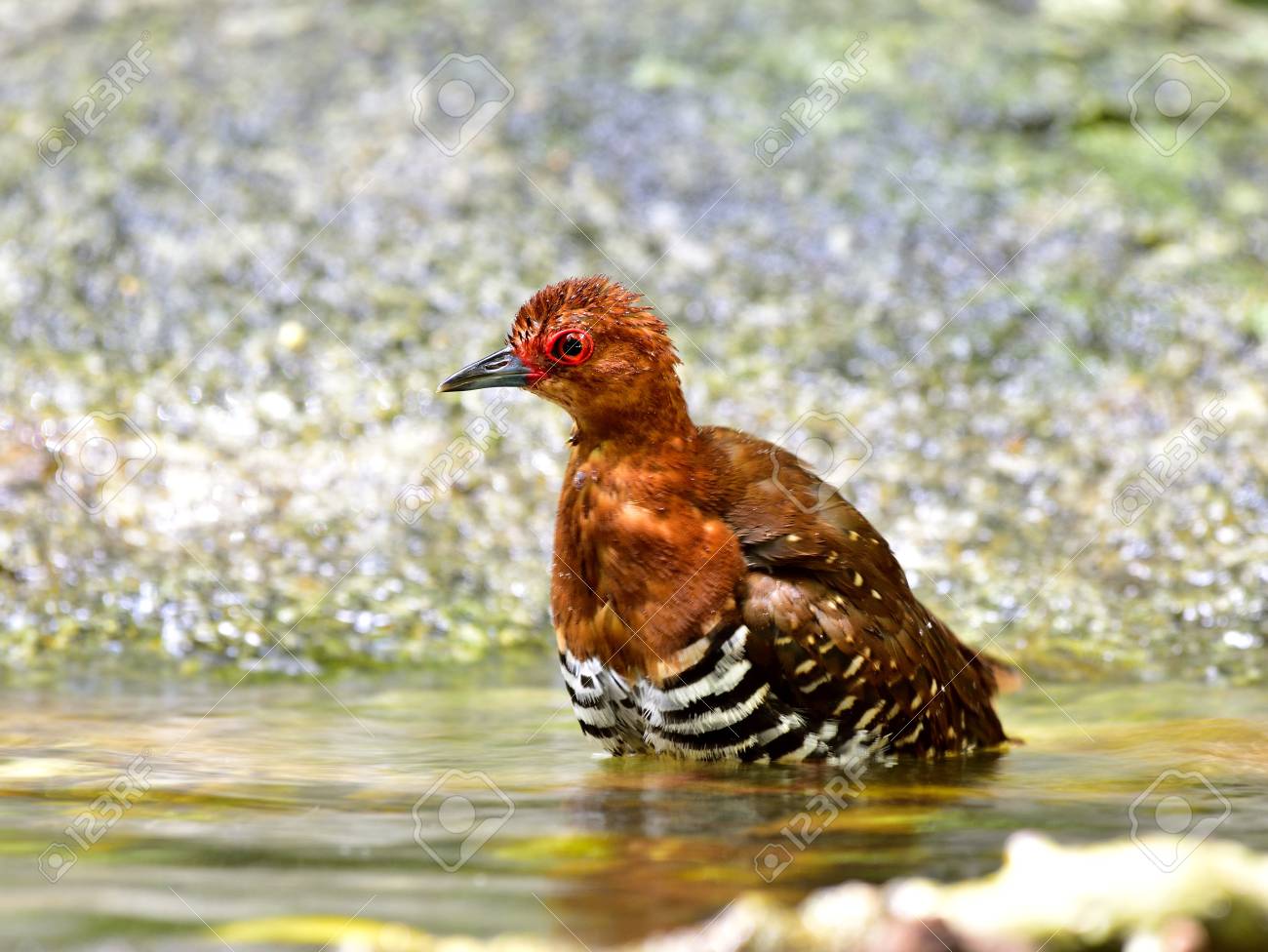 Crabe à Pattes Rouges Rallina Fasciata Bel Oiseau Deau Rouge Dans La Famille De Rail Et Crake Se Doucher Dans La Piscine Naturelle