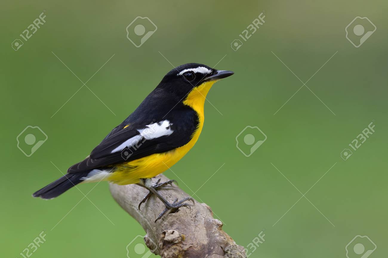 Bel Oiseau Jaune Et Noir Avec Des Ailes Blanches Sur Ses Ailes Perché Sur Une Branche Sur Fond Flou Vert