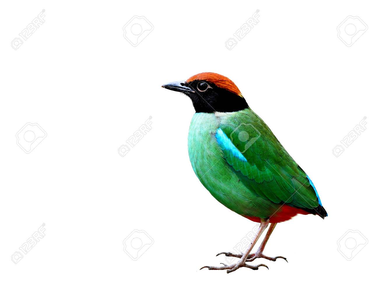 Pitta à Capuchon Pitta Sordida Oiseau Vert Exotique Avec Tête Noire Et Rouge Ventilé Entièrement Debout Isolé Sur Fond Blanc Nature Fascinée