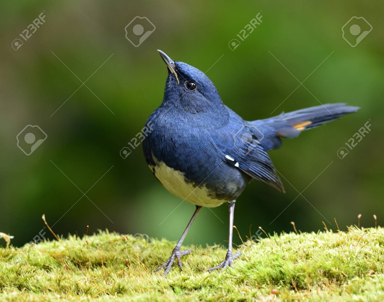 Rouge Queue à Ventre Blanc Luscinia Phaenicuroides Bel Oiseau Bleu Avec Un Marquage Jaune Sur Sa Queue Se Percher Sur Lherbe Moussue Dans
