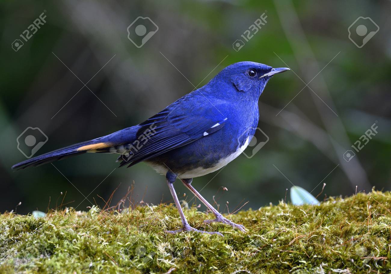 Rouge Queue à Ventre Blanc Luscinia Phaenicuroides Bel Oiseau Bleu Avec Le Ventre Blanc Et La Tache Jaune Sur La Queue Debout Sur Le Sol Vert