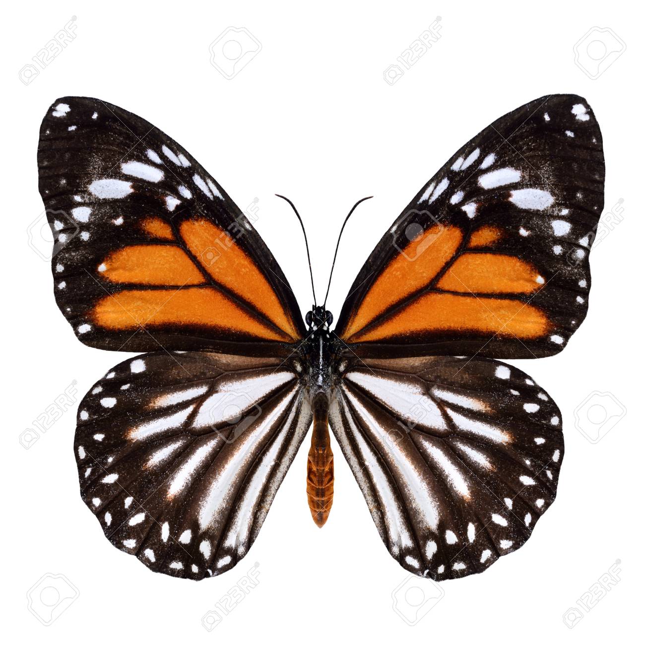 Danaus Melanippus Black Veined Tiger Or White Tiger Butterfly