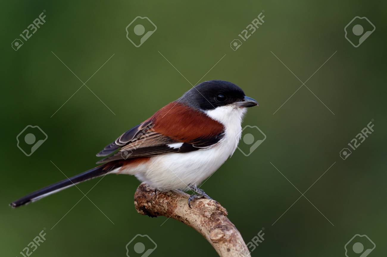 Beau Brun à Oiseau Brun Rouge Avec Tête Grise à Noire Et Longue Queue Se Percher Sur Une Branche De Bois Sur Fond Flou Fine Pie Grièche Birman