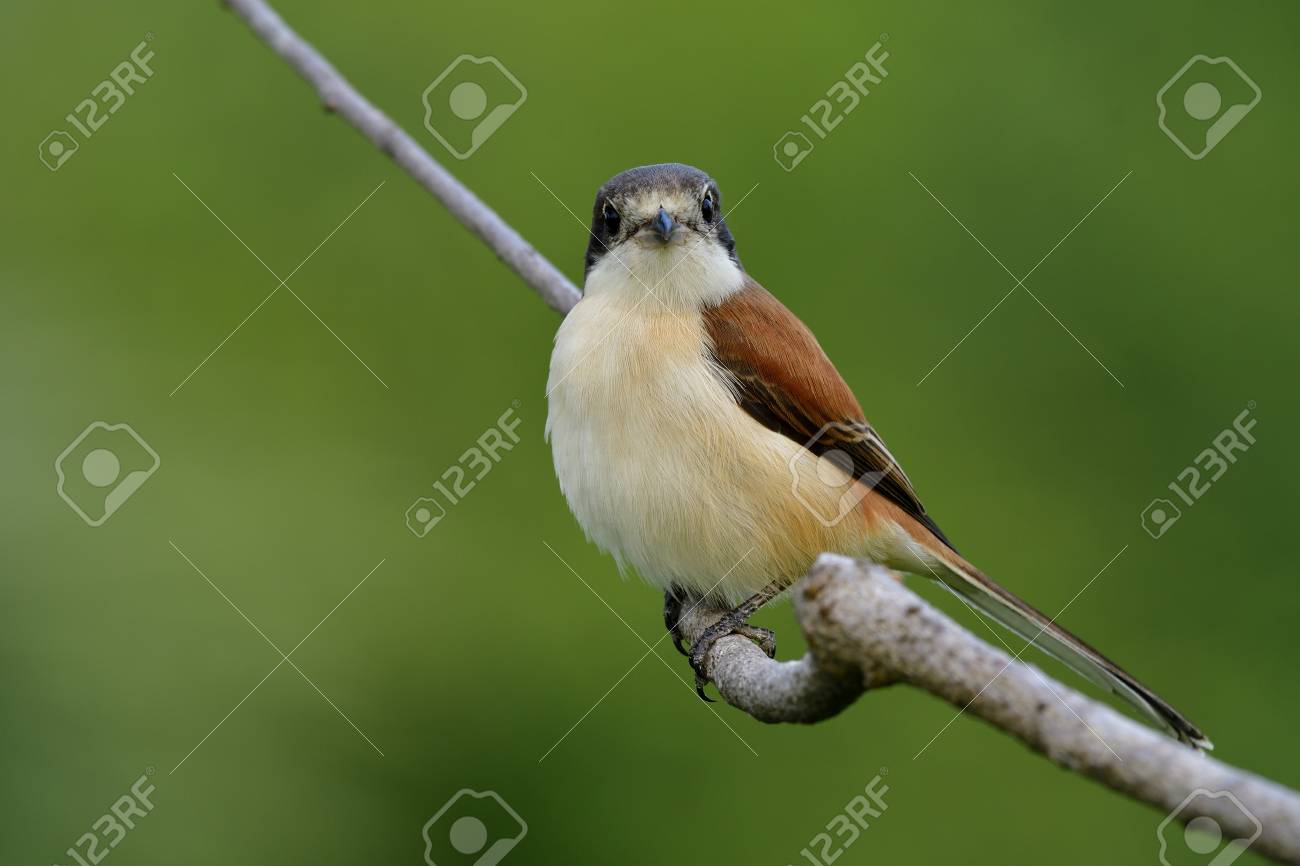 上の枝に止まった際にふくらんでいる羽灰色頭鳥してください美しい茶色ぼかし自然 ビルマ モズ 大崎 Collurioides の緑の背景 の写真素材 画像素材 Image 92935782