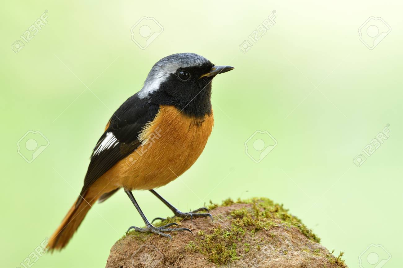 Daurian Redstart(phoenicurus Auroreus) 수컷은 밝은 녹색 배경 위에 검은 날개와 은색 머리 퍼칭곤 흙 반점이 있는 사랑스러운 주황색 새 로열티 무료 사진, 그림, 이미지 그리고 스톡포토그래피. Image 106408889