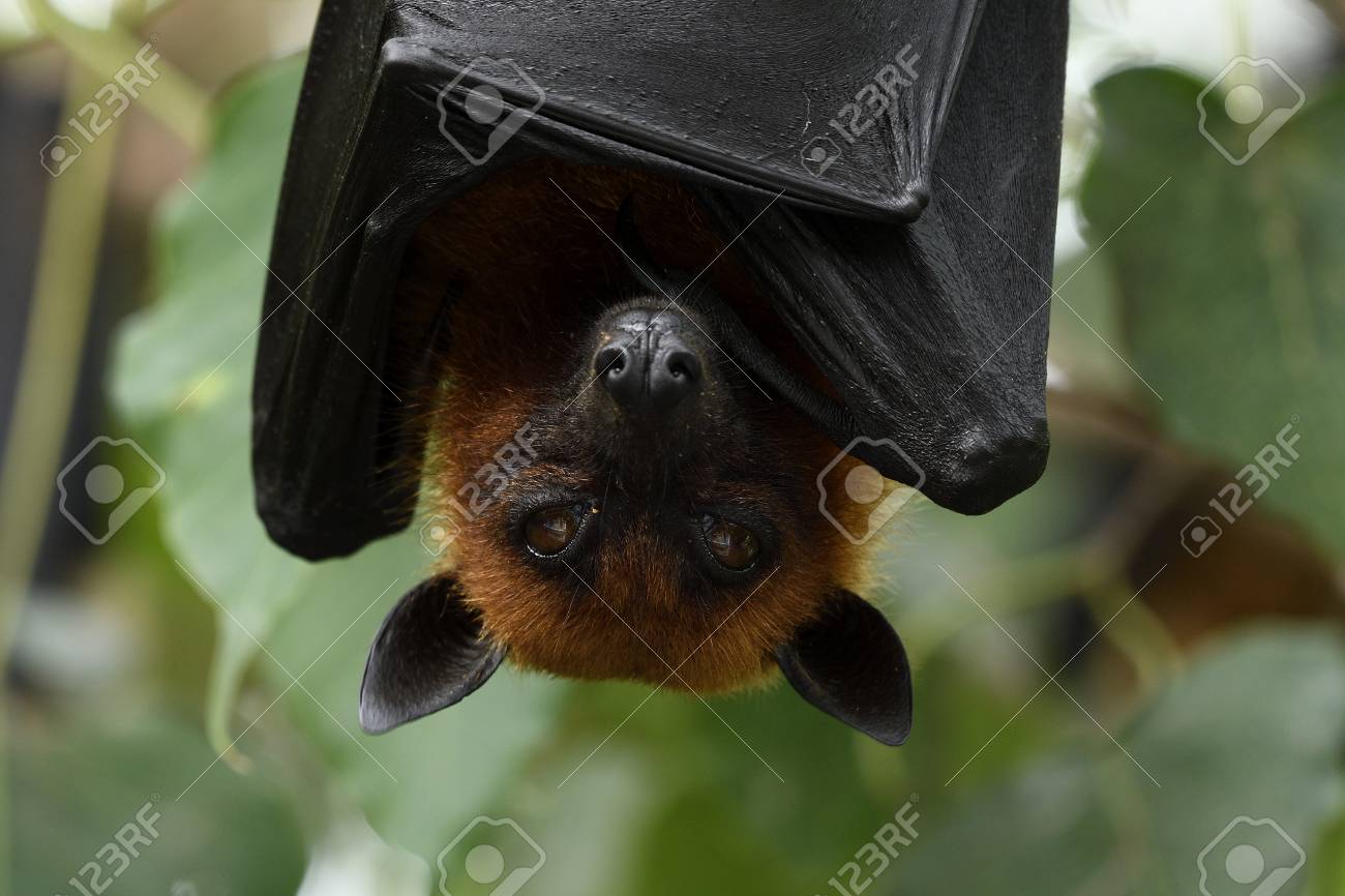 Close Up Of Fruit Bat Or Hanging Flying Fox Face And Reflection In Its Eyes  While Resting On Tree Bush, Scary Mammal Stock Photo, Picture And Royalty  Free Image. Image 109212400.