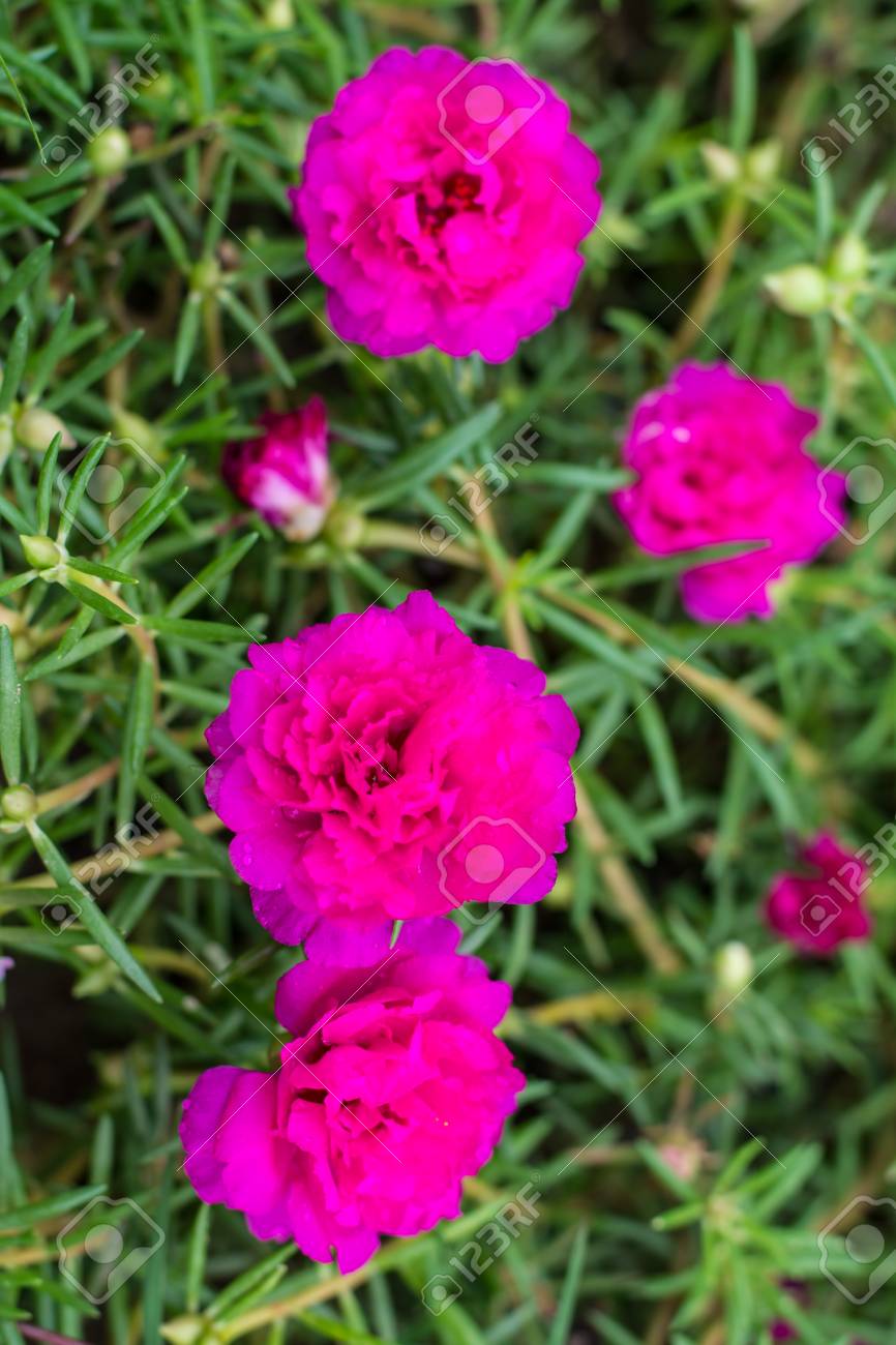 Pink Flowers In A Herb Gardens At Khon Kaen Thailand Stock Photo Picture And Royalty Free Image Image 43820498