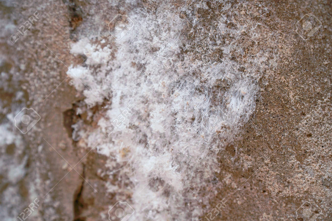 Moho Blanco En La Pared De Un Sótano Húmedo O De Una Mazmorra. Enfoque Selectivo Fotos, retratos, imágenes y fotografía de archivo libres de derecho. Image 201785402