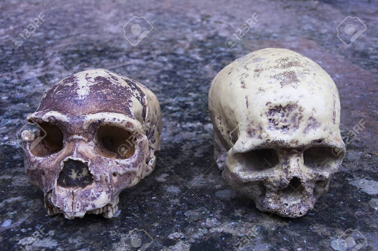 homo heidelbergensis, called as well pre-neanderthalensis compared with a modern human - 137120535 homo heidelbergensis, called as well pre-neanderthalensis compared with a modern human - 137120535