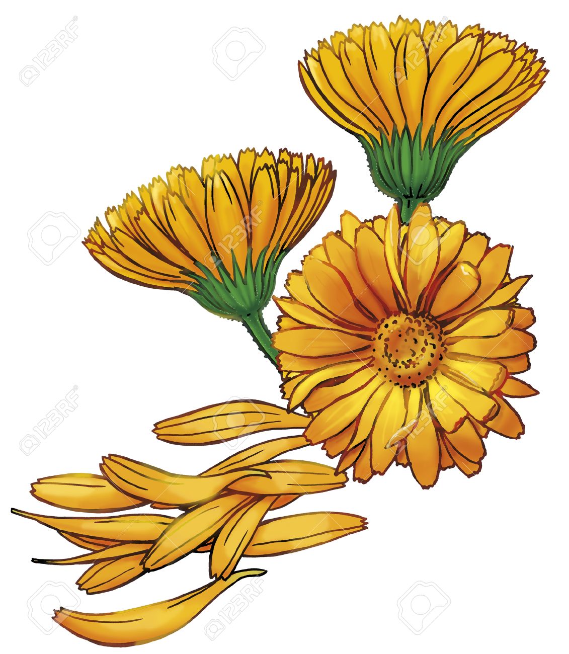 Marigold Illustration Stock Photo Picture And Royalty Free Image Image