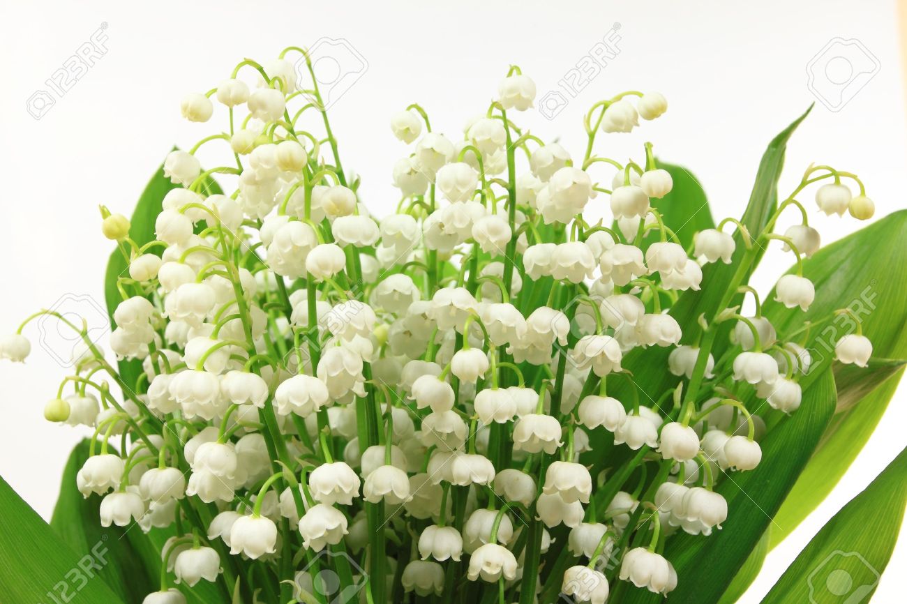 Lily of the Valley flowers (Convallaria majalis). Flower bunch against white background. - 9958943 Lily of the Valley flowers (Convallaria majalis). Flower bunch against white background. - 9958943