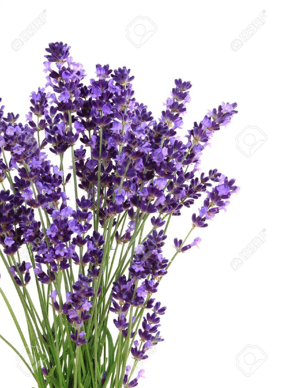 Lavender flowers against white background. Isolated object. - 14245119 Lavender flowers against white background. Isolated object. - 14245119
