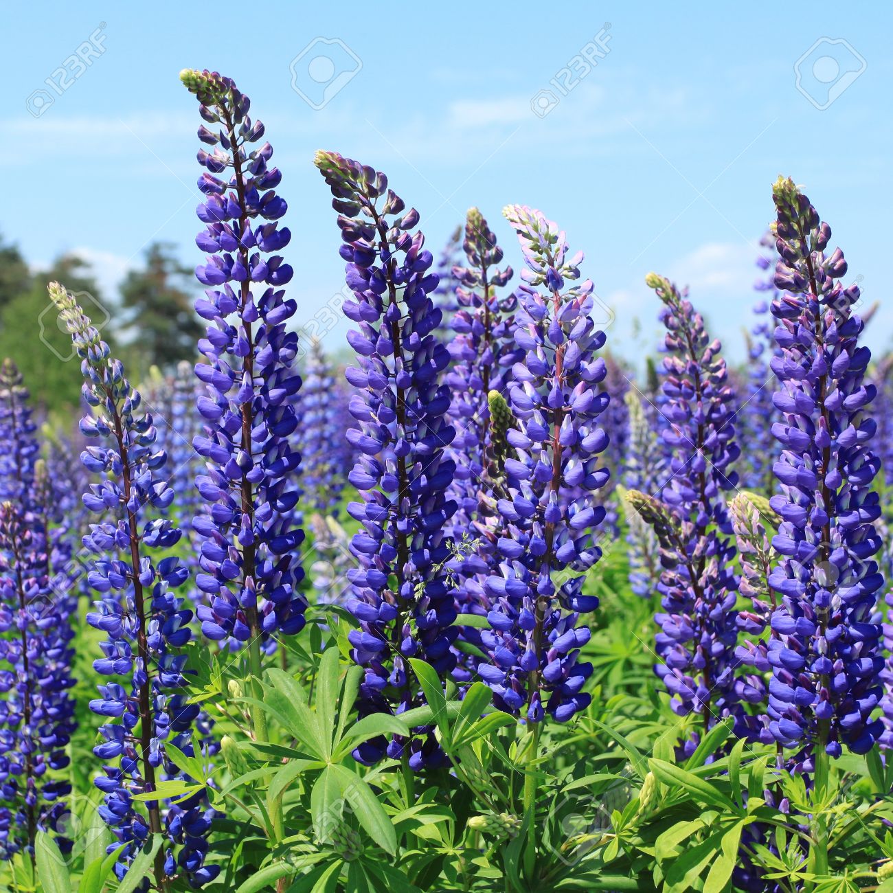 Seeds Lupine Florida Giant Mix Flower Perennial Outdoor Beautify Organic Ukraine Seeds Lupine Florida Giant Mix Flower Perennial Outdoor Beautify Organic Ukraine