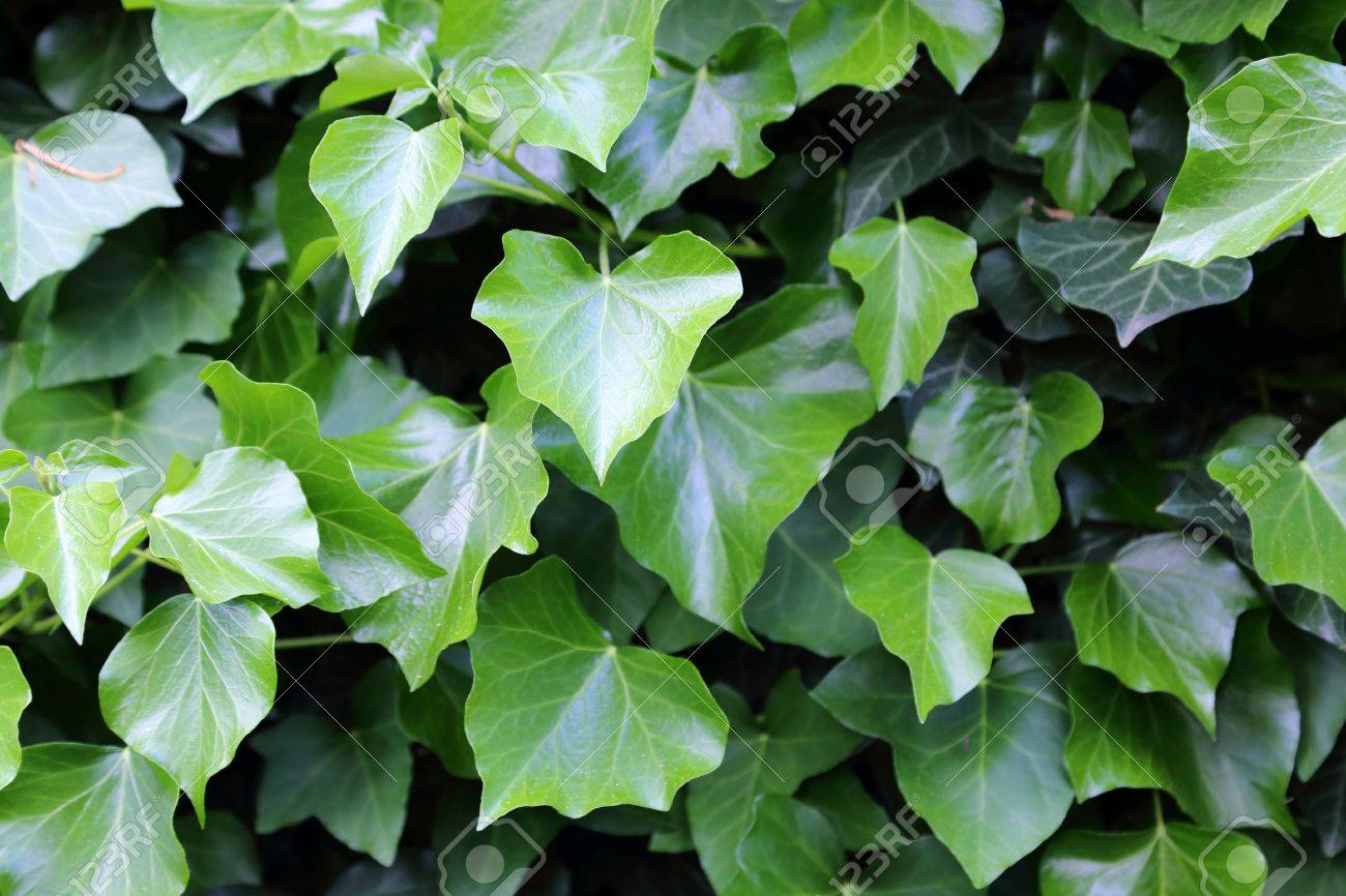 緑のツタの壁 ヘデラ ヘリックス たくさんの葉 の写真素材 画像素材 Image