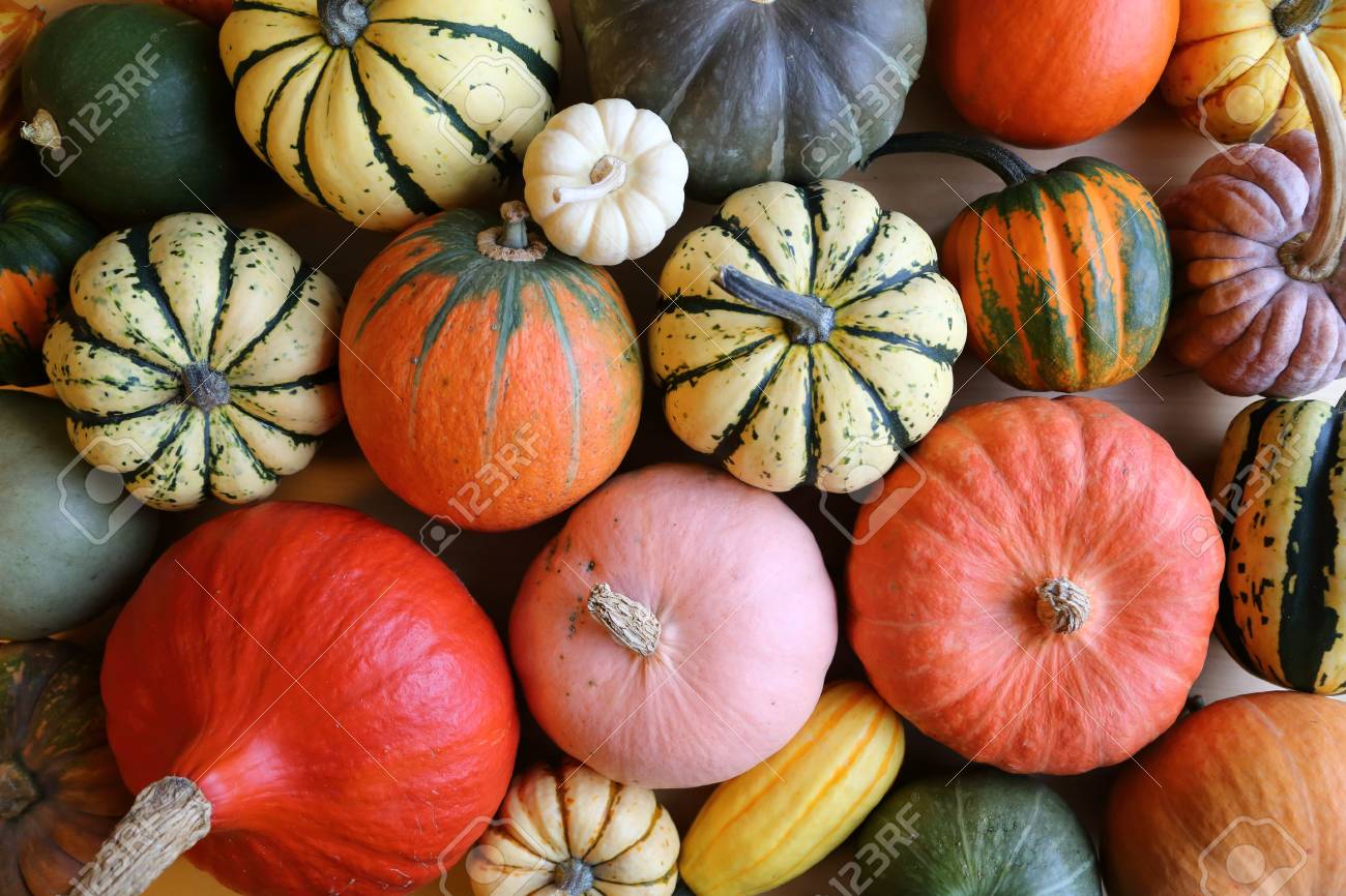 Raccolta di autunno zucche colorate e zucche in diverse varietà. - 73686577
