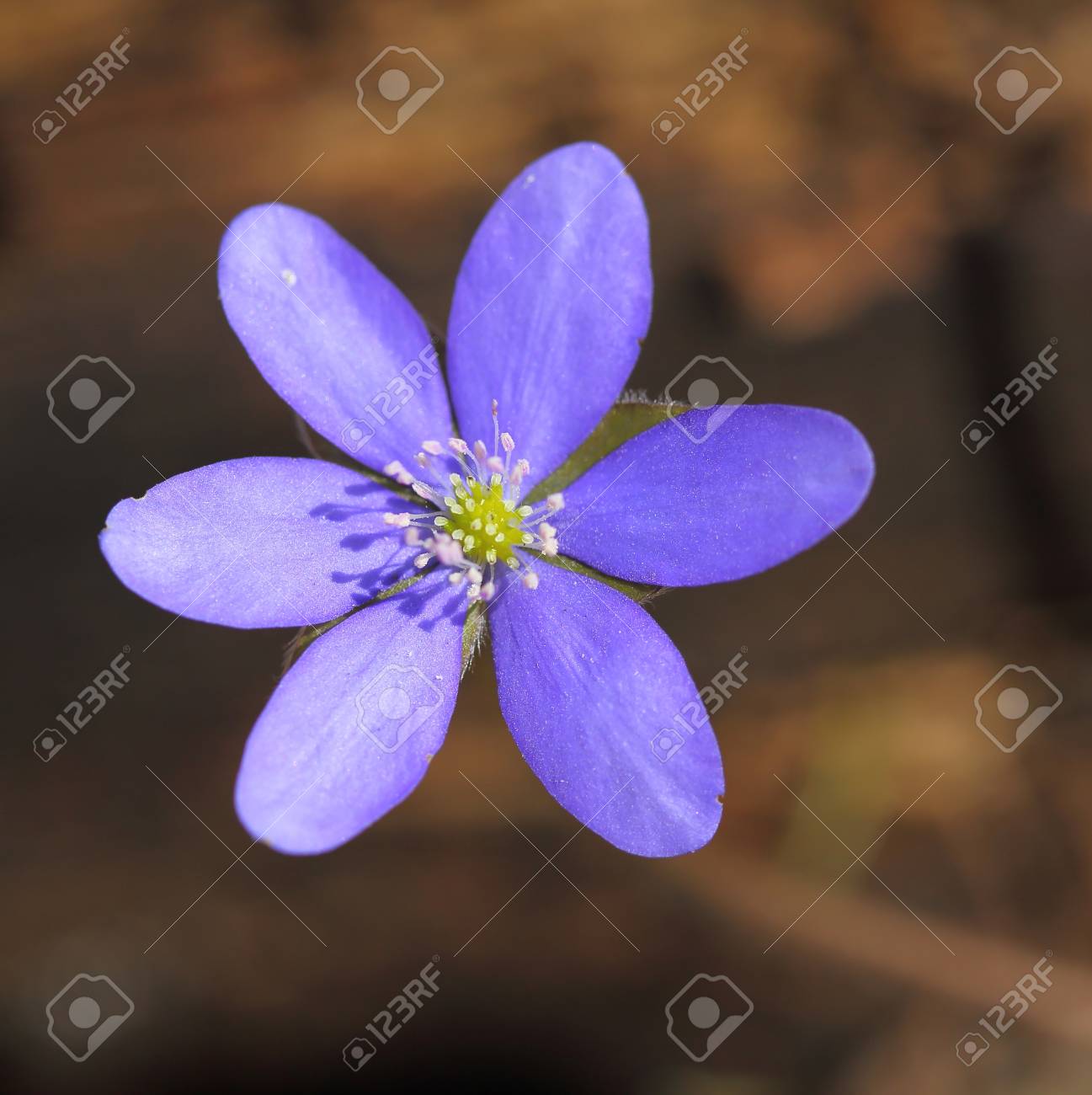 森に咲くミスミソウ 春の花 の写真素材 画像素材 Image
