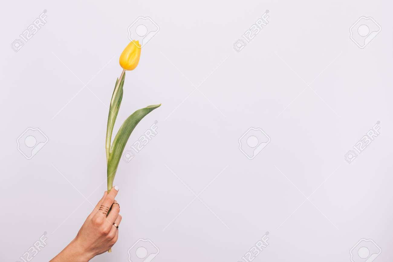 Female Hand Holding A Single Yellow Tulip On A White Background Stock Photo Picture And Royalty Free Image Image
