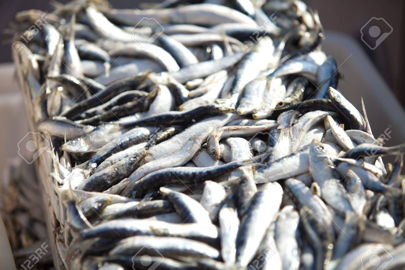 frozen sardines bait