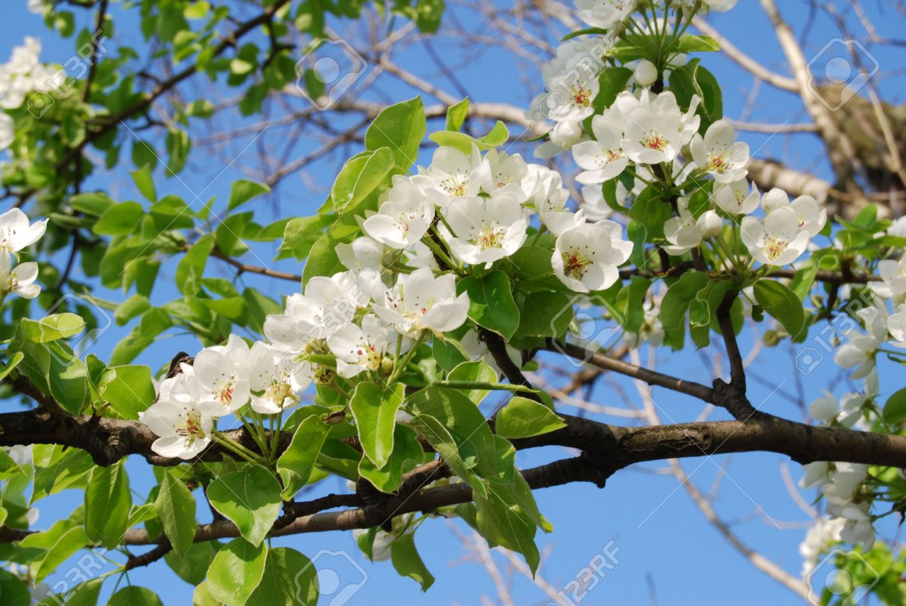 春の樹木の花白い花 の写真素材 画像素材 Image