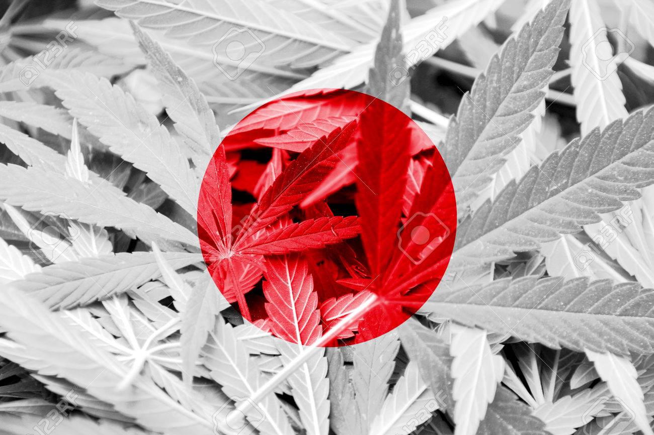 大麻の背景に日本の旗 薬物政策 マリファナの合法化 の写真素材 画像素材 Image 大麻の背景に日本の旗 薬物政策 マリファナの合法化 の写真素材 画像素材 Image