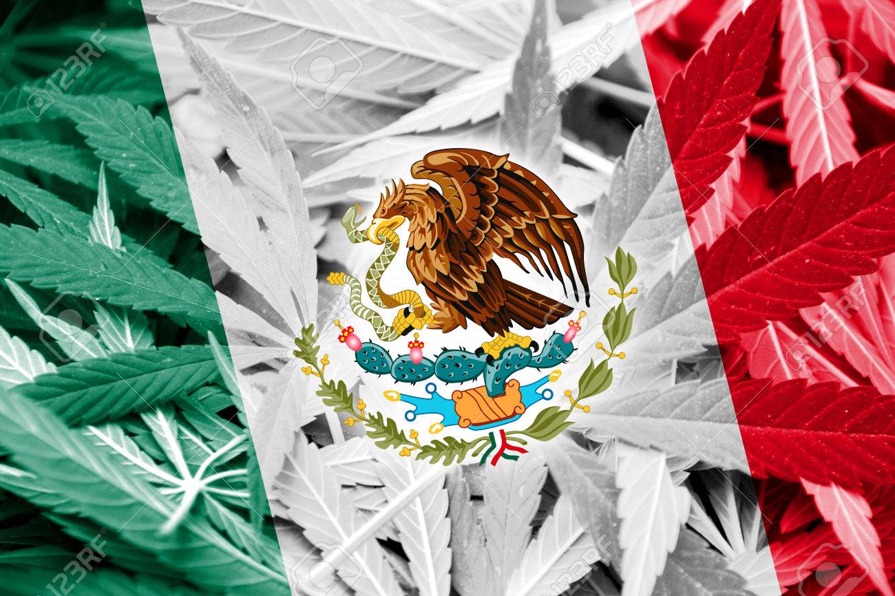 Bandera De México En El Fondo De Cannabis. La Política De Drogas. La Legalización De La Marihuana Fotos, Retratos, Imágenes Y Fotografía De Archivo Libres De Derecho. Image 37848747.