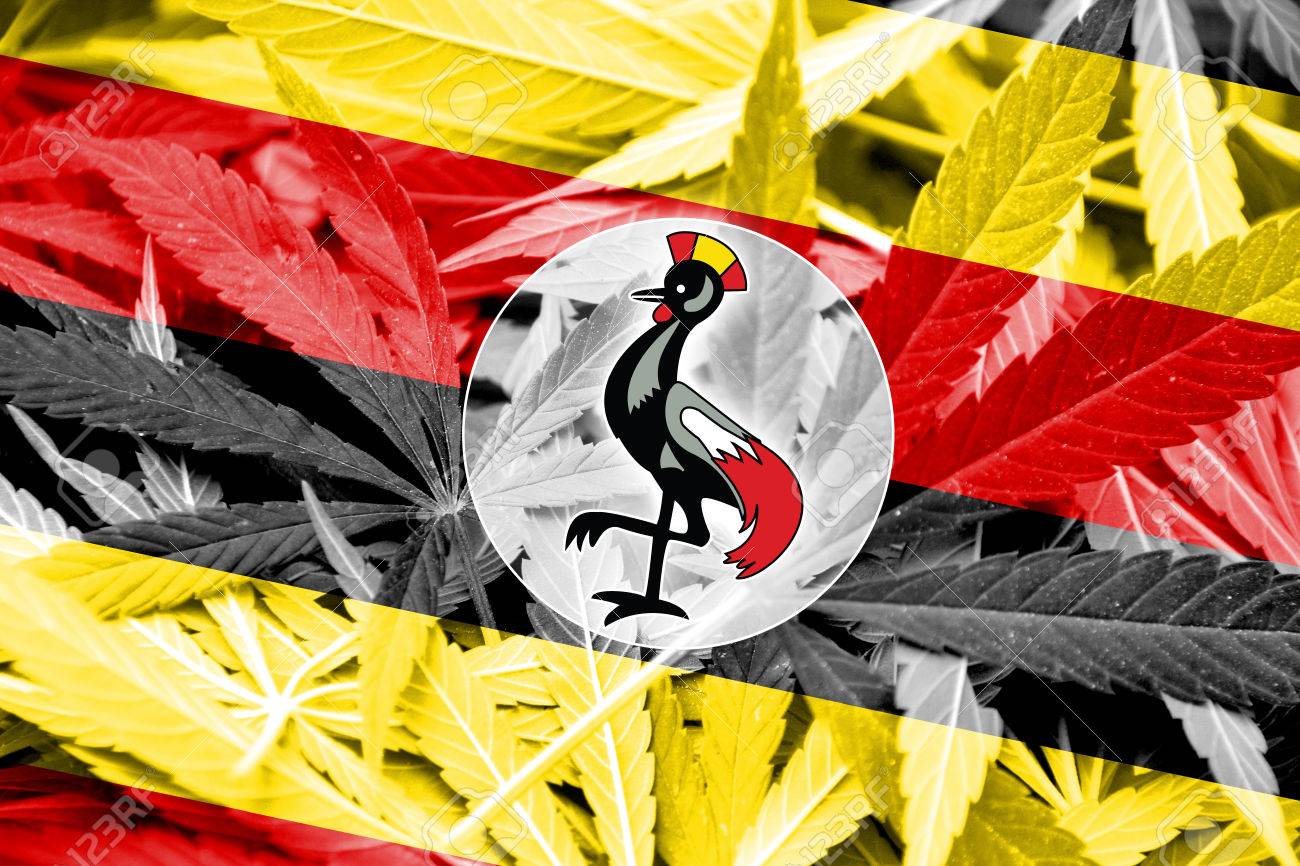大麻の背景にウガンダの国旗 薬物政策 マリファナの合法化 の写真素材 画像素材 Image