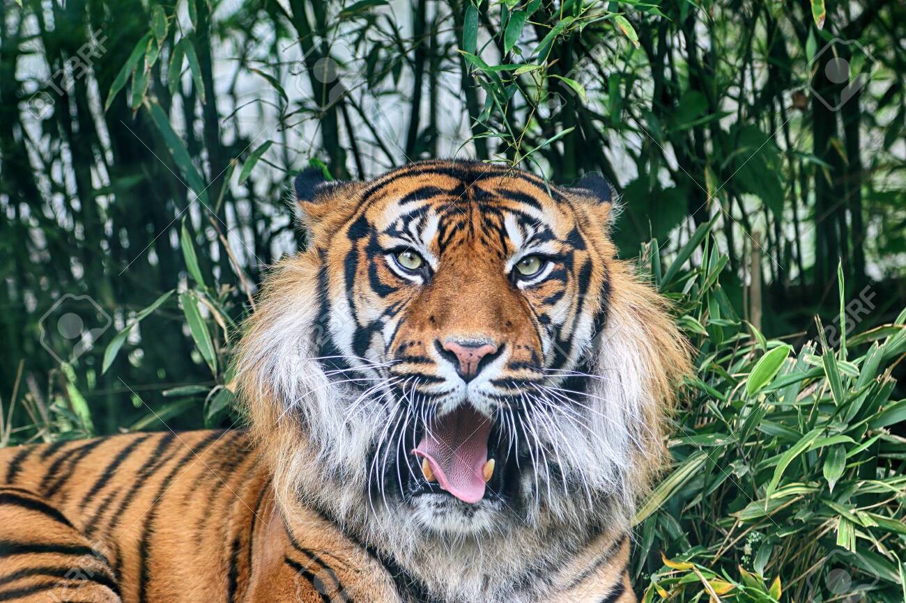 The Sumatran tiger (Panthera tigris sumatrae) in the Indonesian island of Sumatra. - 128399719 The Sumatran tiger (Panthera tigris sumatrae) in the Indonesian island of Sumatra. - 128399719