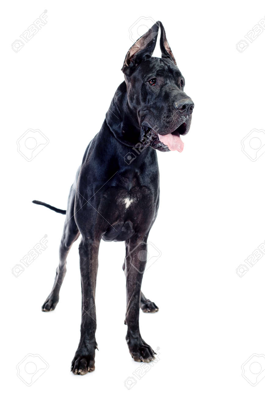 black and white great dane