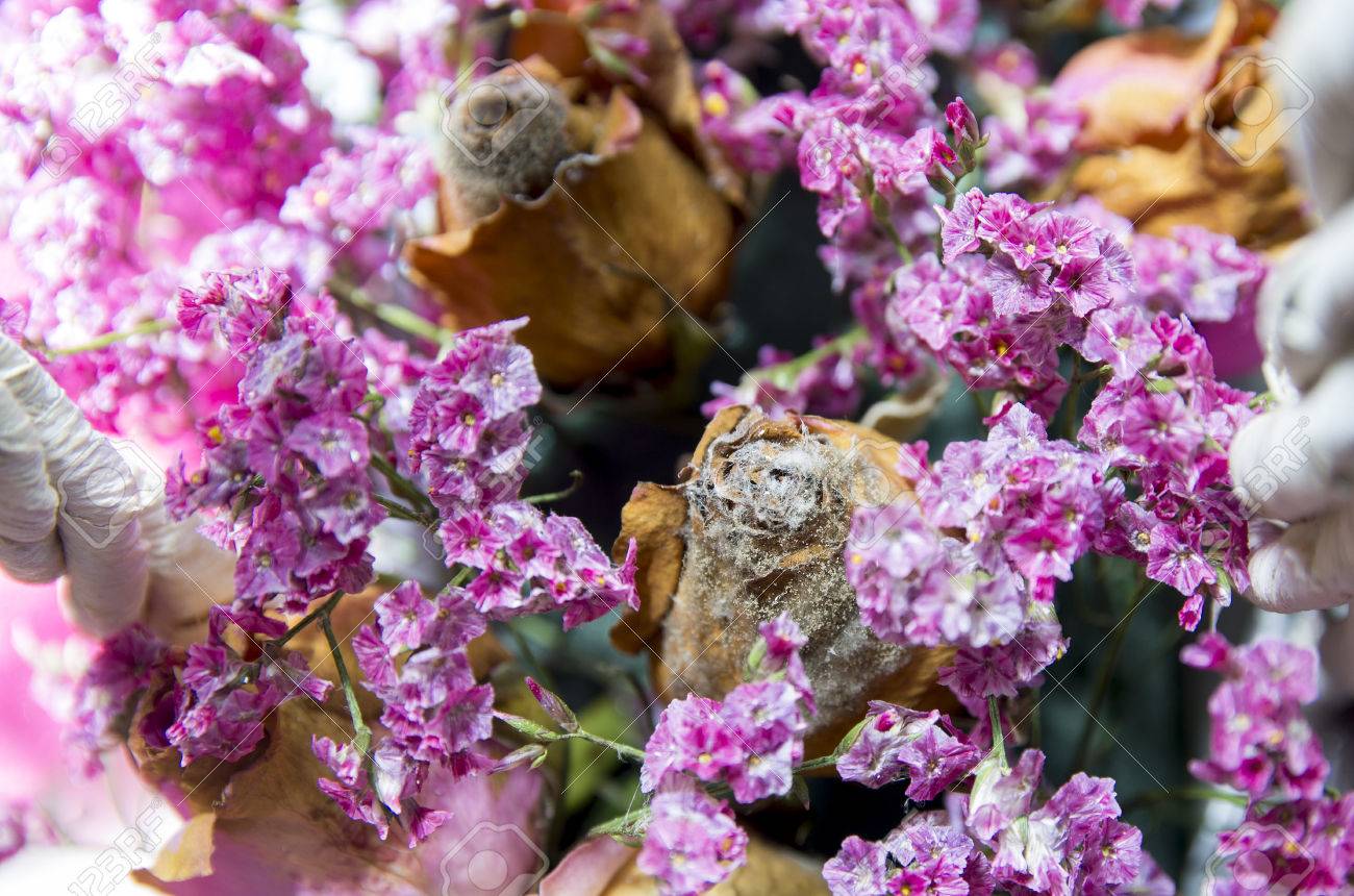 乾燥されたばらの腐敗とカビの生えたトップ ビューと芽を強調するバスケットの花の組成物 の写真素材 画像素材 Image