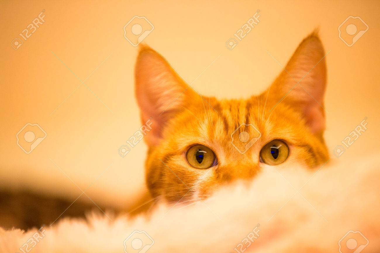 etiam-dictum-ipsum-a-felis