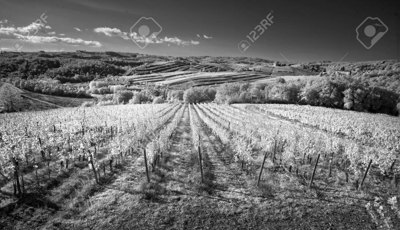 Black and white vineyards of italy stock photo 77579879