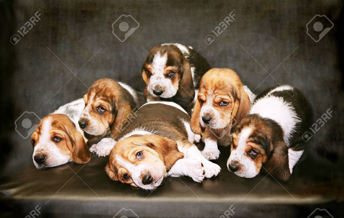 バセット ハウンド犬種の子犬たちの悲しい 長い耳と悲しげな表情の犬 の写真素材 画像素材 Image バセット ハウンド犬種の子犬たちの悲しい 長い耳と悲しげな表情の犬 の写真素材 画像素材 Image