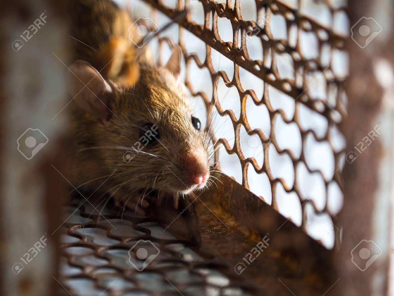 ネズミは檻の中でネズミを捕まえた ラットは レプトスピラ症 ペストなどのヒトに伝染する 家庭や住居にはネズミがいるべきではありません ネズミの目は恐怖を示す の写真素材 画像素材 Image