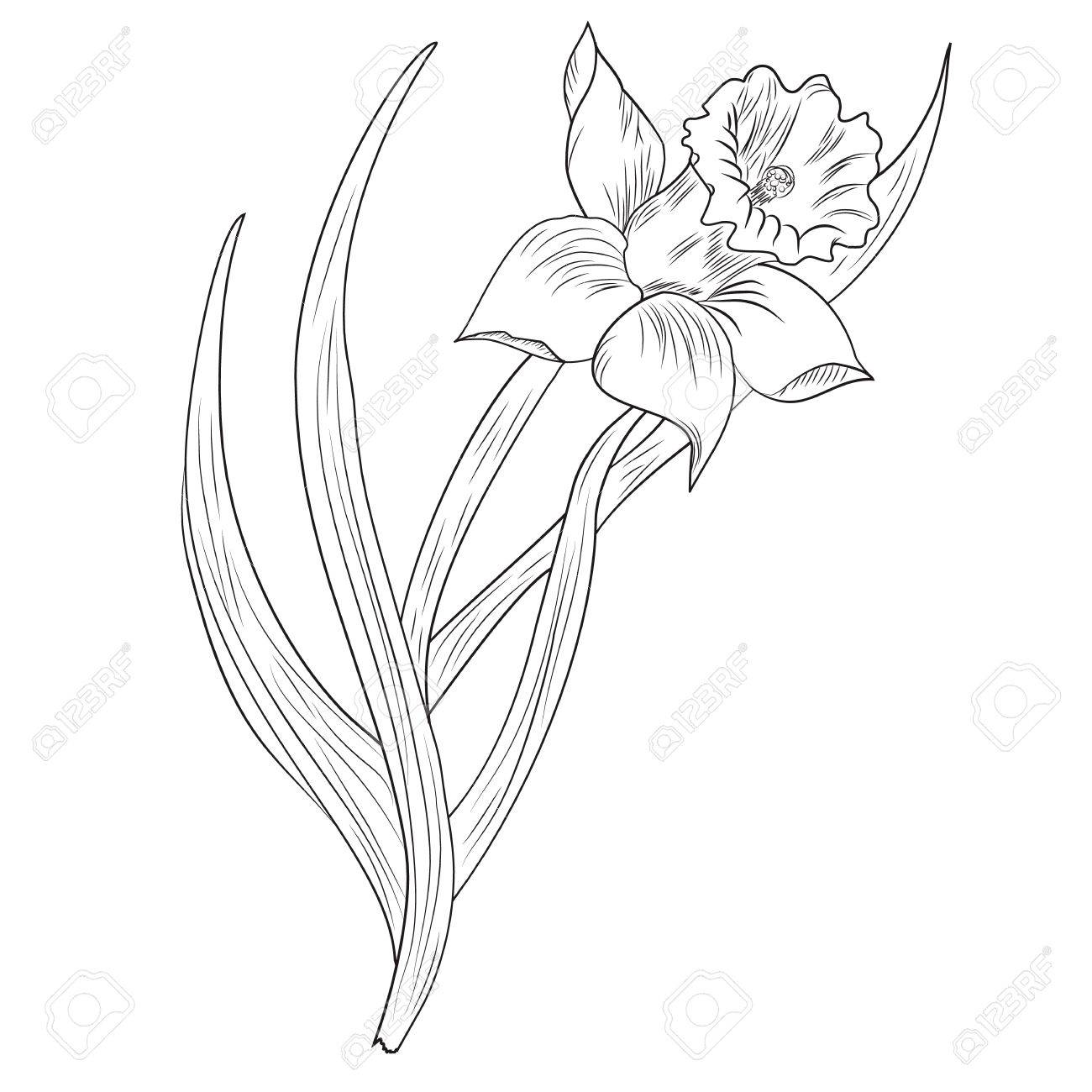 水仙の花や水仙の白い背景で隔離のベクトル イラストのイラスト素材 ベクタ Image