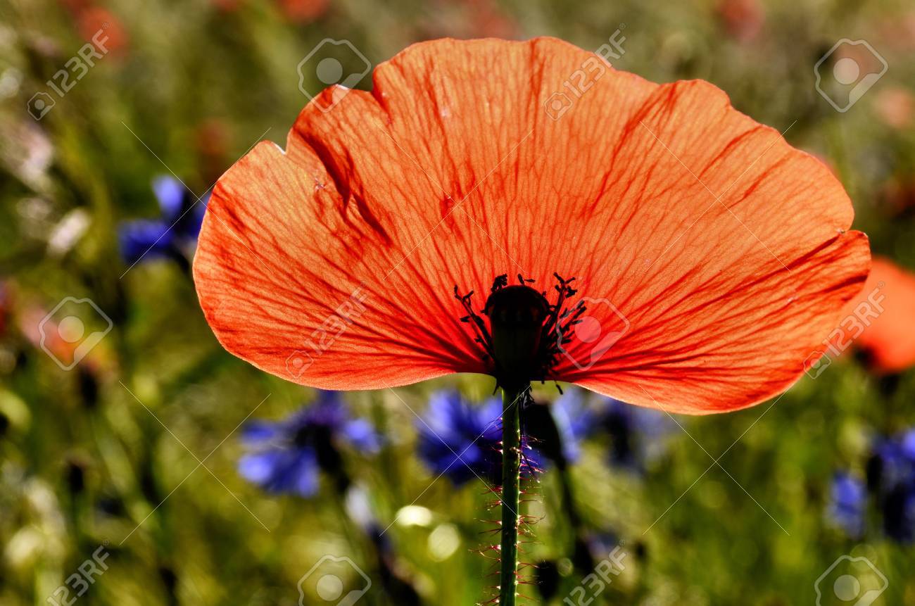 The Shows A Single Poppy Petal On A Blurred Background Of Field Of Grain With Cornflowers Stock Photo Picture And Royalty Free Image Image 16855737