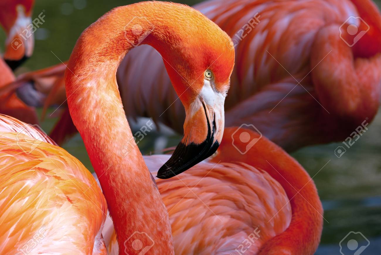 アメリカのフラミンゴ Phoenicopterus シリコンゴム 美しい赤い色の鳥 の写真素材 画像素材 Image