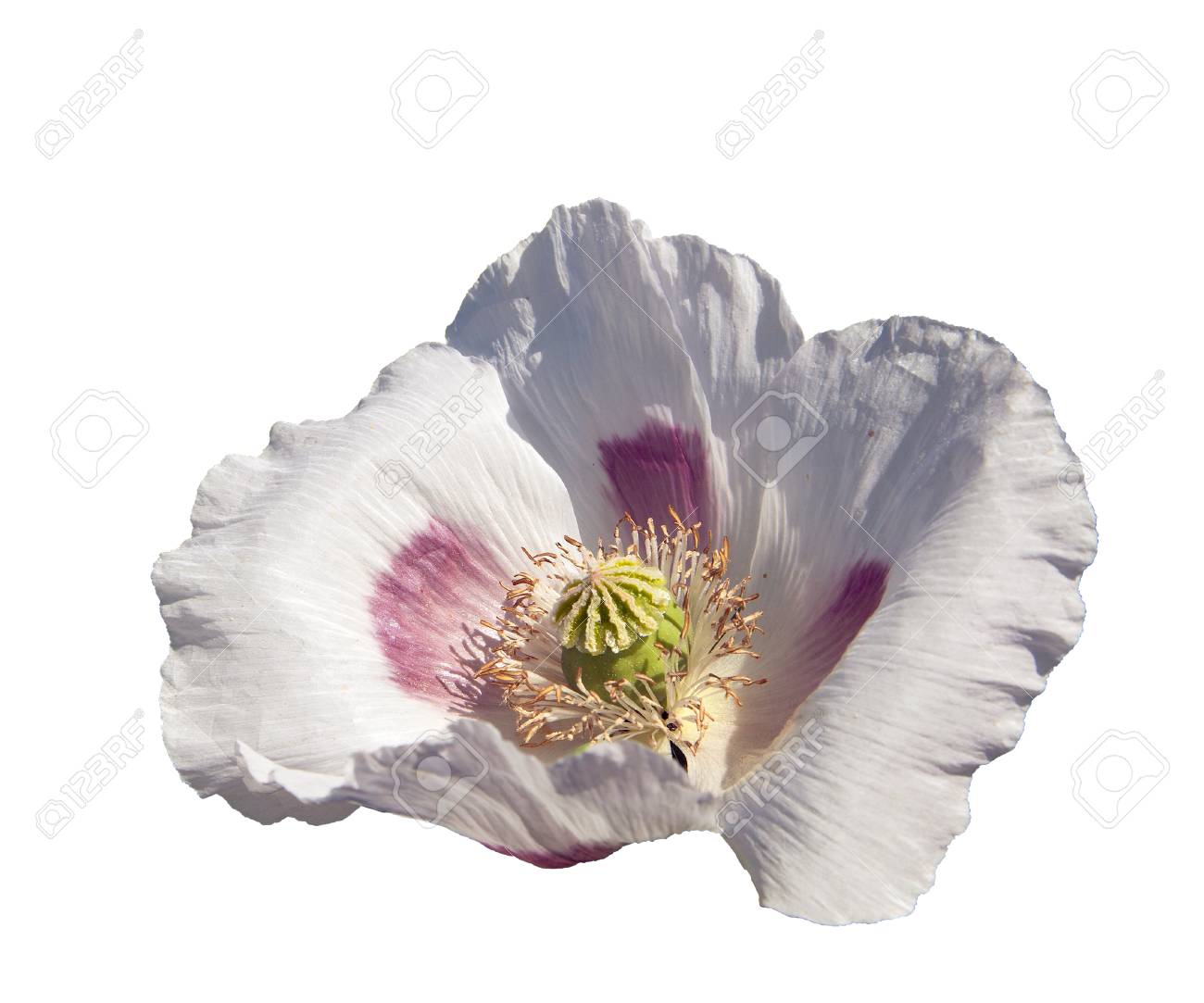 詳細開花ケシまたはラテン語ケシ ケシの花が白い背景で隔離のアヘン用ケシの白い色のポピーはチェコ共和国で栽培されて の写真素材 画像素材 Image 詳細開花ケシまたはラテン語ケシ ケシの花が白い背景で隔離のアヘン用ケシの白い色のポピーはチェコ共和国で栽培されて の写真素材 画像素材 Image