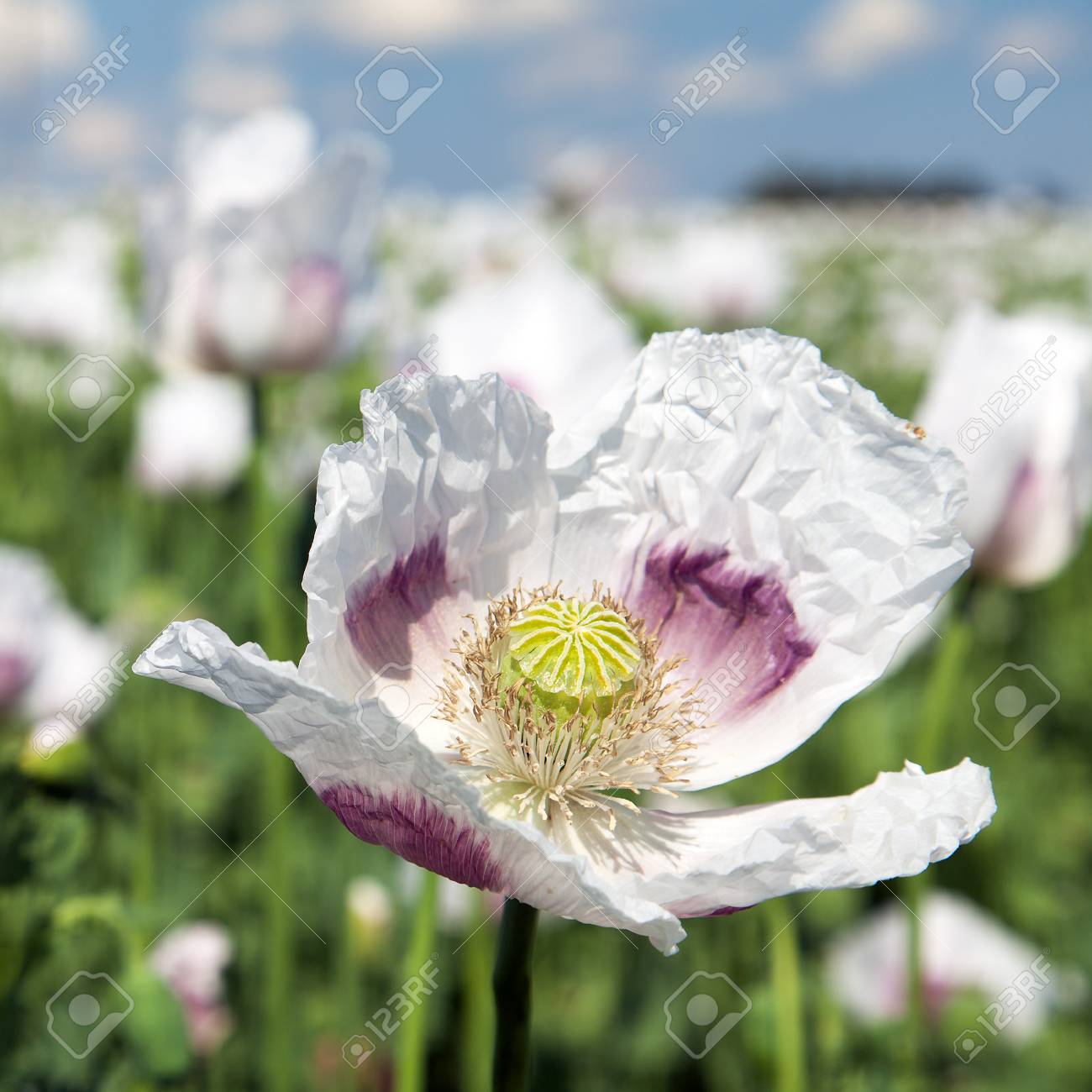 ラテン語ケシ ケシ畑 白い色のポピー開花けし あへんの詳細はチェコ共和国で成長しました の写真素材 画像素材 Image ラテン語ケシ ケシ畑 白い色のポピー開花けし あへんの詳細はチェコ共和国で成長しました の写真素材 画像素材 Image