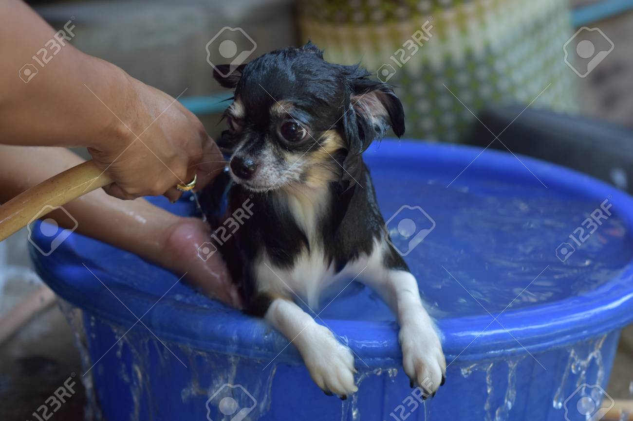 チワワ犬 小さな犬の入浴 キュートなルックスとチワワの子犬 の写真素材 画像素材 Image