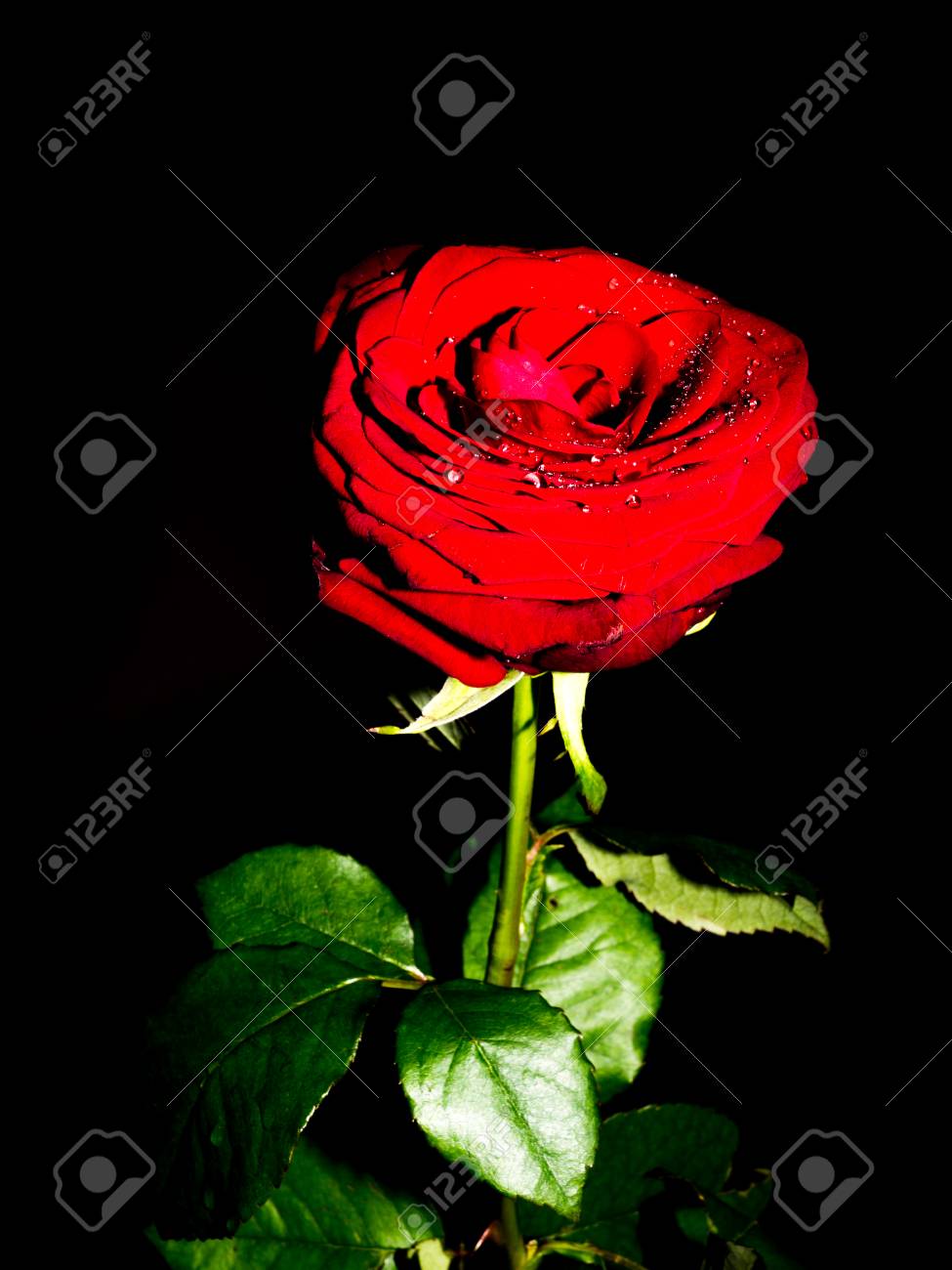 Wet Red Rose With Drops Of The Water With Black Background Detail Stock Photo Picture And Royalty Free Image Image 62195311
