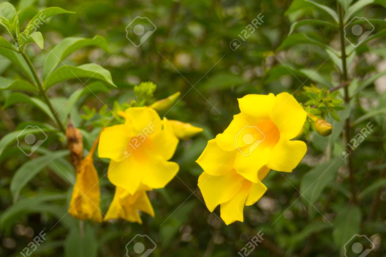Catartica Allamanda Amarelo Tambem Chamado De Flor De Trombeta Dourada Close Up Fotos Retratos Imagenes Y Fotografia De Archivo Libres De Derecho Image 69982174