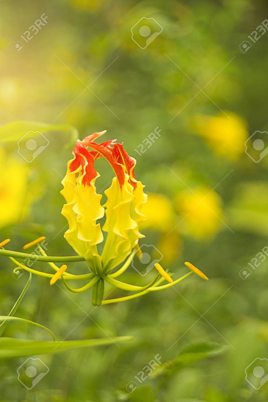 グロリオサの花クローズ アップ の写真素材 画像素材 Image グロリオサの花クローズ アップ の写真素材 画像素材 Image