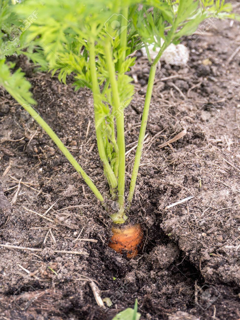 Gros Plan De La Carotte Qui Pousse Dans La Cour De Legumes Banque D Images Et Photos Libres De Droits Image Gros Plan De La Carotte Qui Pousse Dans La Cour De Legumes Banque D Images Et Photos Libres De Droits Image