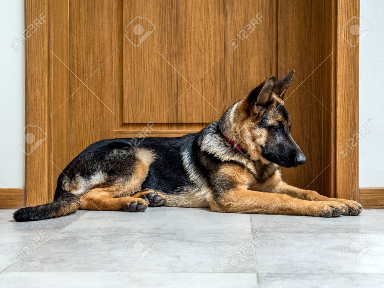 ドア横になって 5 ヶ月のジャーマン シェパードの子犬 の写真素材 画像素材 Image