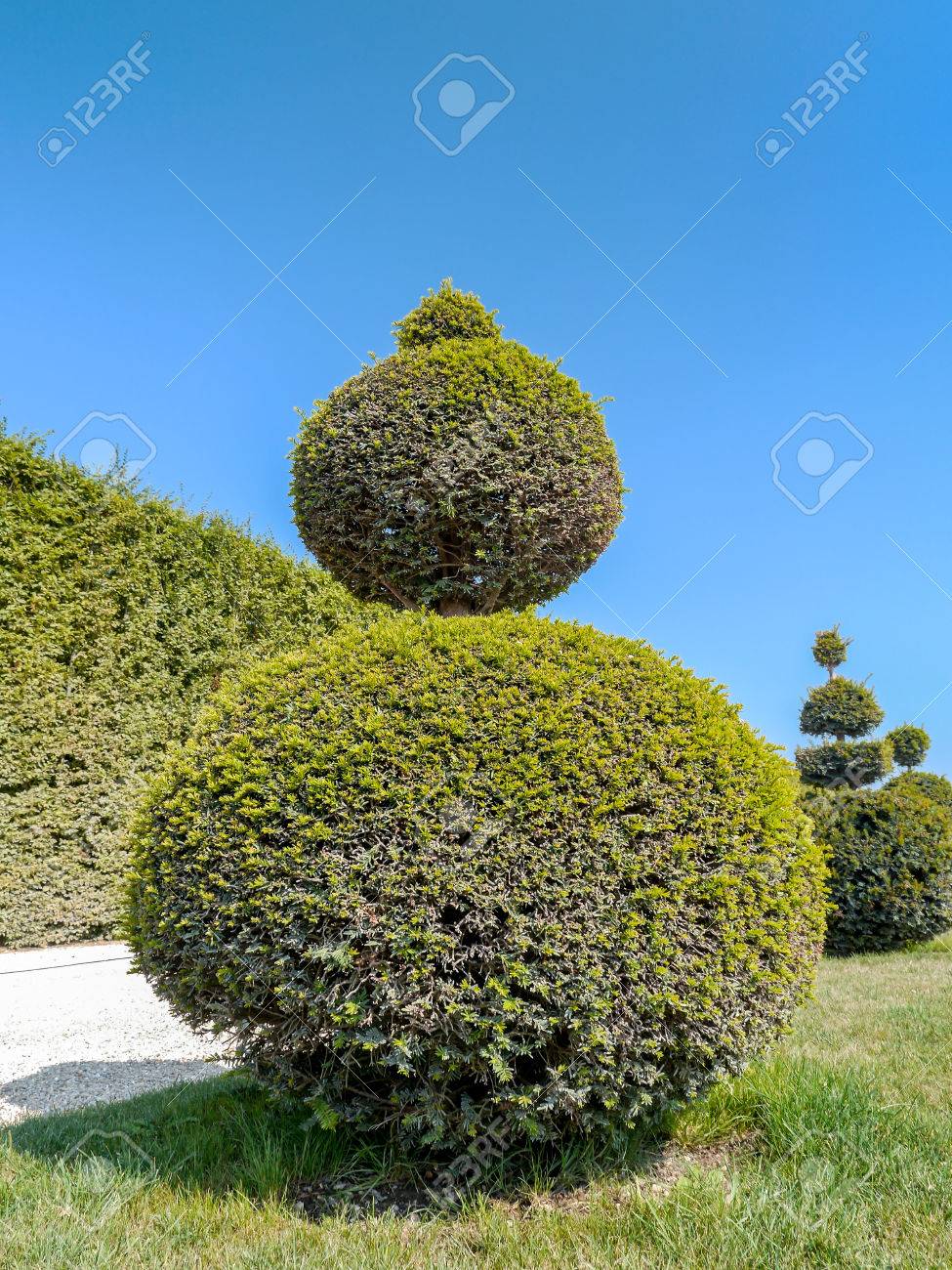 Rbol De Hoja Perenne En Forma De Bola Recortan Arbusto En El Jardin De Versalles Francia Fotos Retratos Imagenes Y Fotografia De Archivo Libres De Derecho Image 35479673