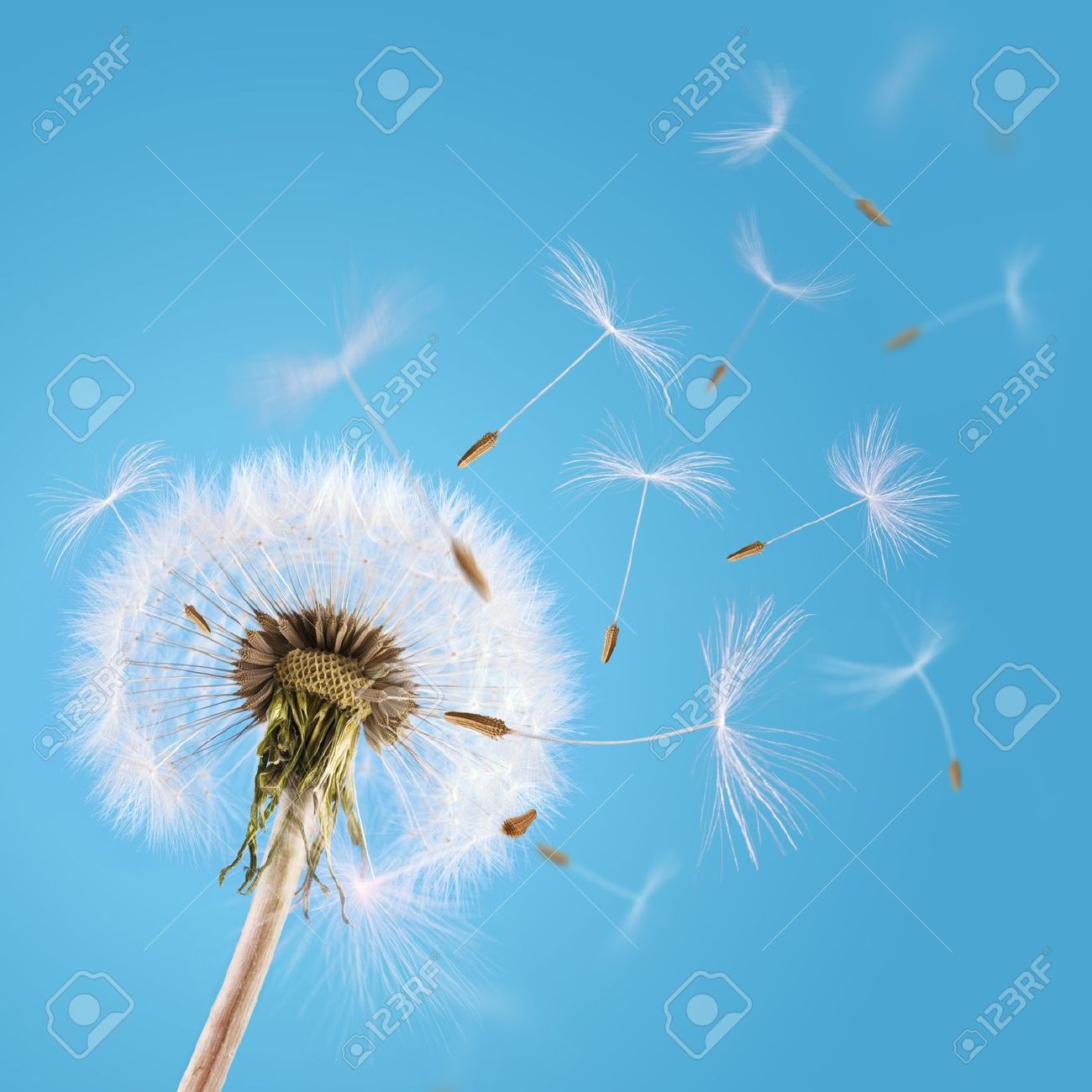 Overblown dandelion with seeds flying away with the wind - 13044613 Overblown dandelion with seeds flying away with the wind - 13044613