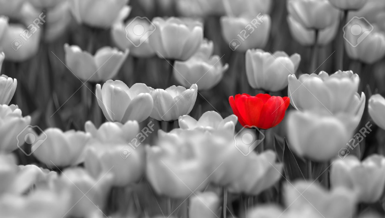 colorless tulips background with