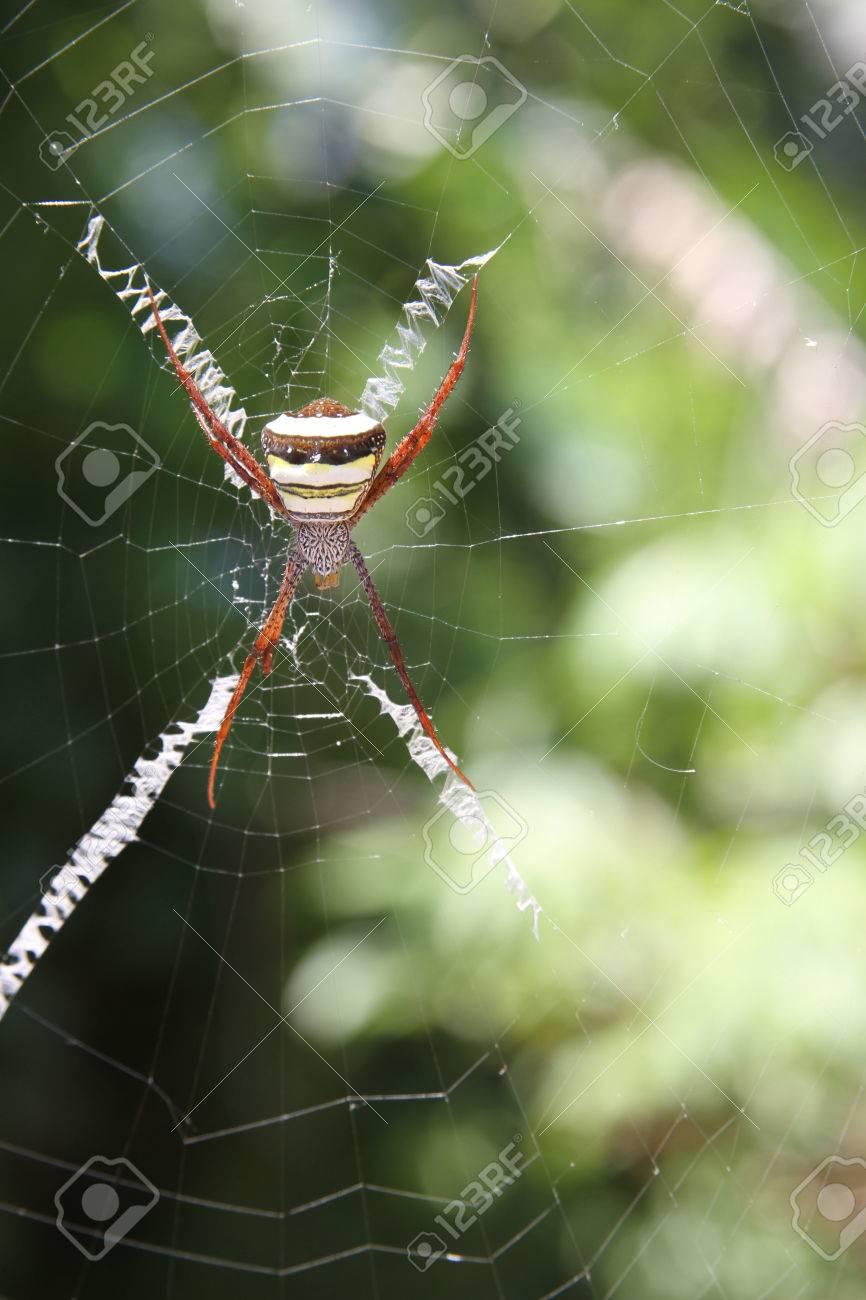 コガネグモ蜘蛛と Web 黒と黄色の庭のクモ の写真素材 画像素材 Image