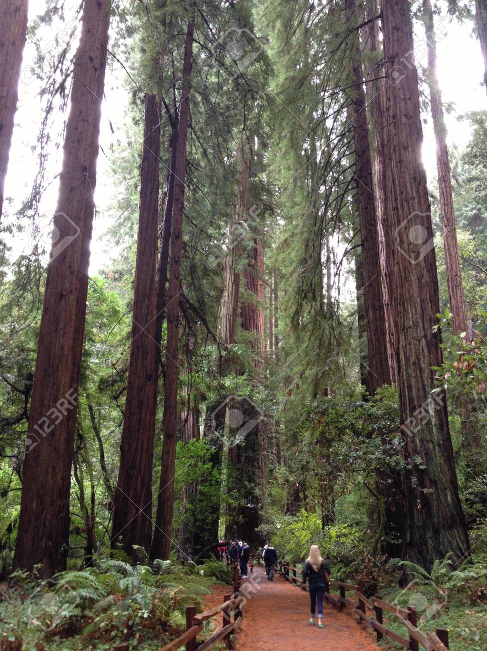 Redwood National Foretst Muir Woods California Tall Trees Red Stock Photo Picture And Royalty Free Image Image