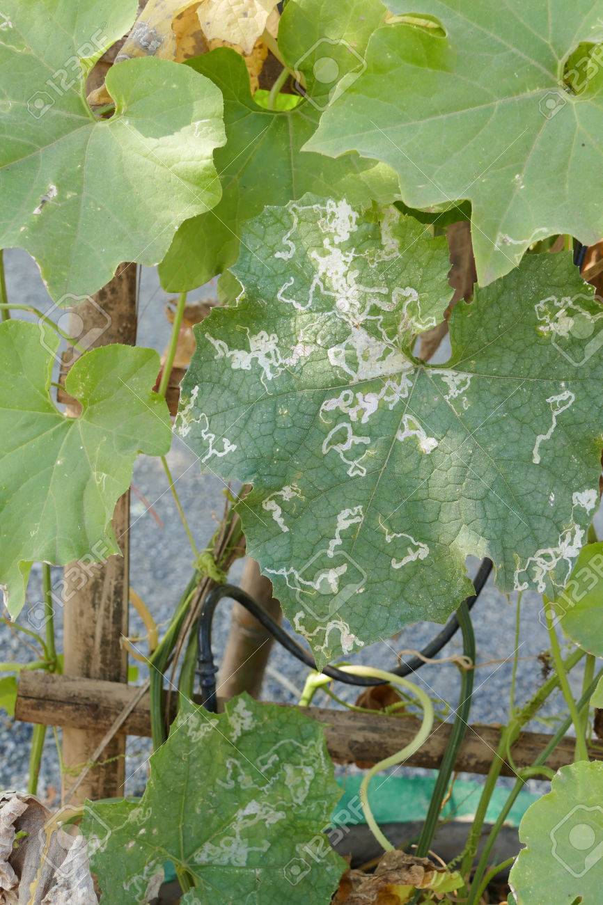 瓢箪ひょうたん植物で葉の鉱山労働者を葉します の写真素材 画像素材 Image